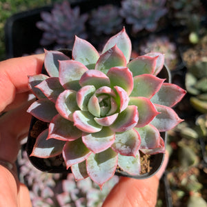 Echeveria Violet Queen 紫罗兰女王