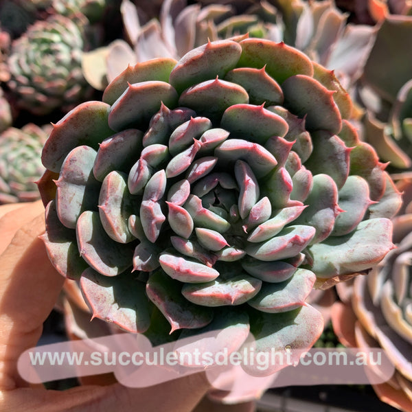 Echeveria Tuxpan Pinwheel X Alba Mini Mutation 纸风车美妮变异