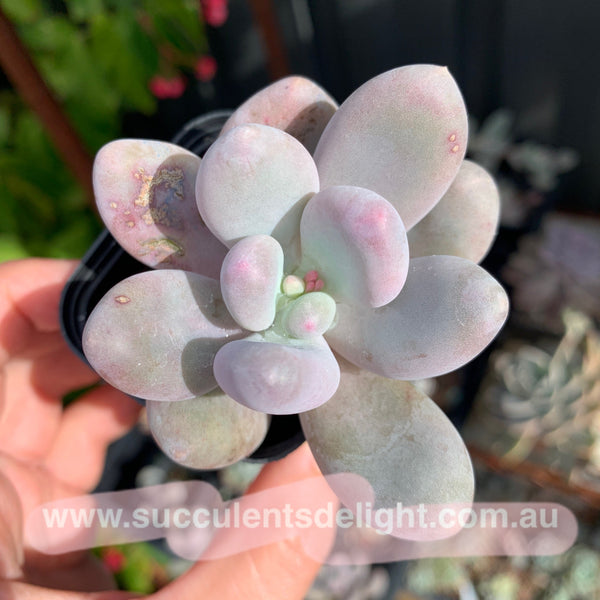 Pachyphytum cv. MOMOBIJIN 桃美人