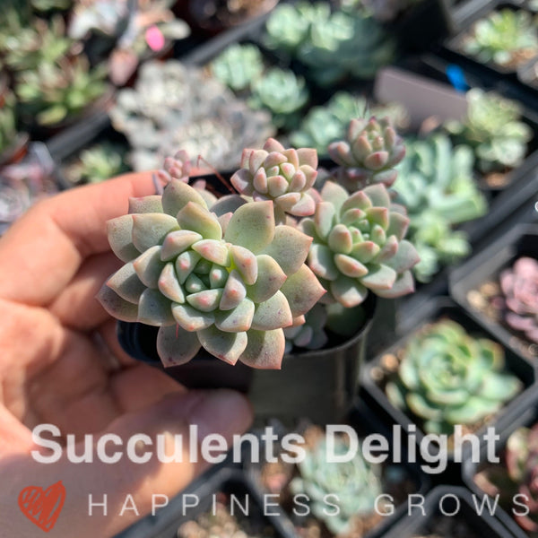 Echeveria Prolifica 子持白莲 帕米尔玫瑰