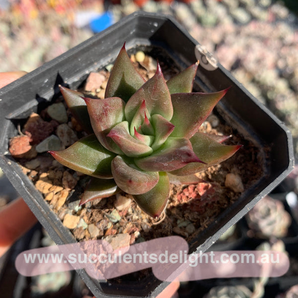 Echeveria Agavoides Girl Talk 女孩密语