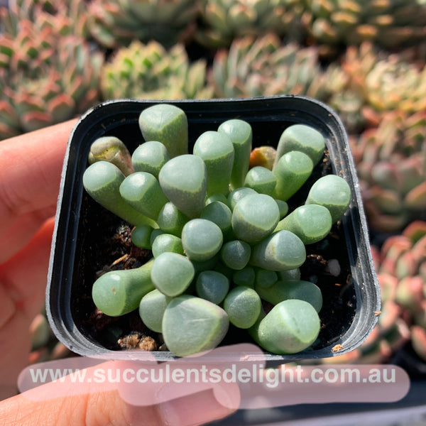 Fenestraria Rhopalophylla Subsp. Aurantiaca Baby Toes 五十铃玉