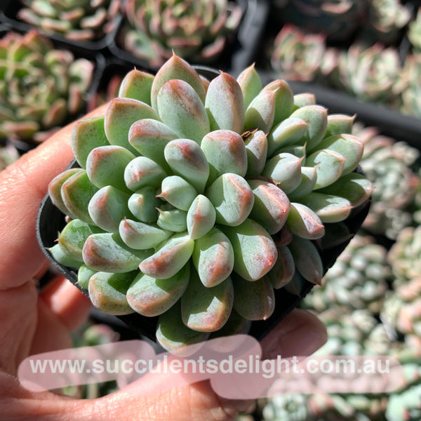 Echeveria White Line 白线 粉魔爪