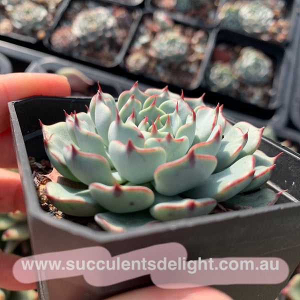 Echeveria Pomponova 诺娃绒球