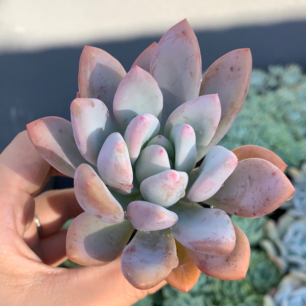 Graptoveria Opalina 奥普琳娜