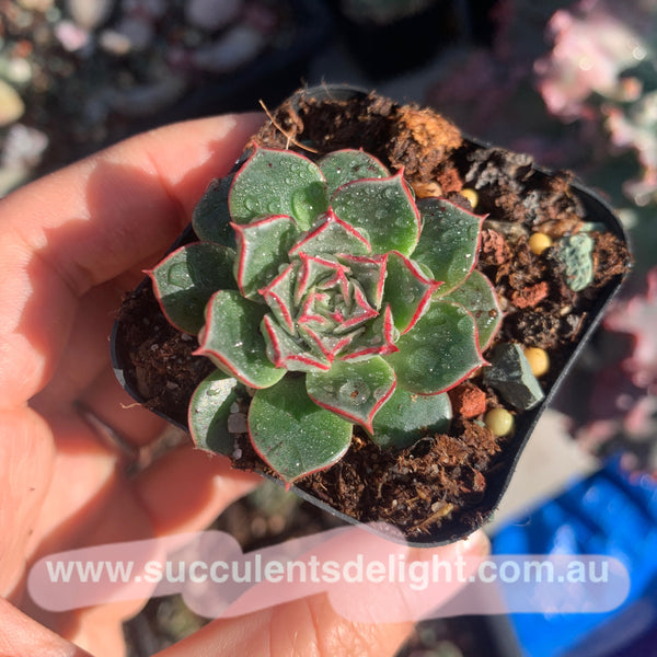 Echeveria Halo 光晕