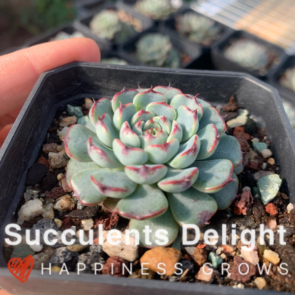 Echeveria Minima Red Edge 老版小红衣