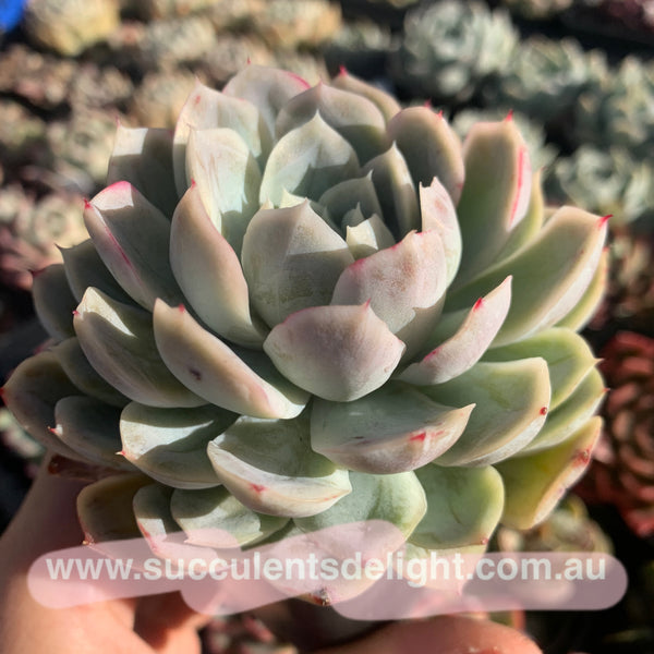 Echeveria New Surprise 新惊喜雪球