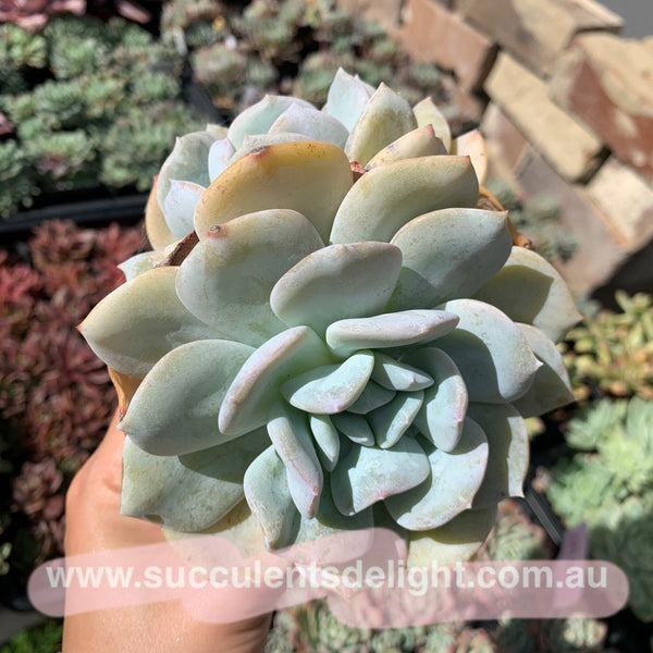 Clearance: Echeveria Exotic 雪特