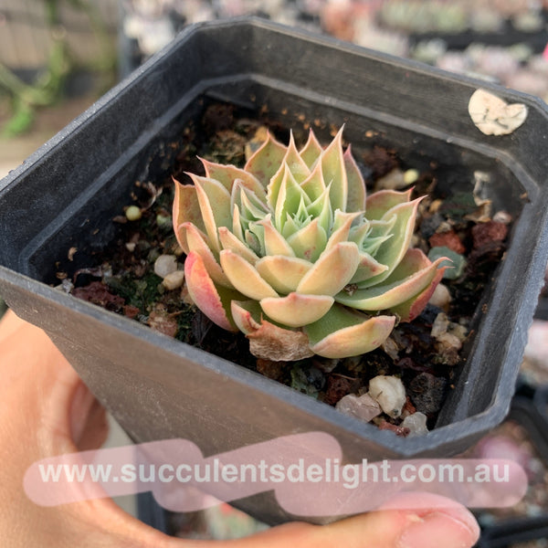 Echeveria Megacalyx 玉壶光