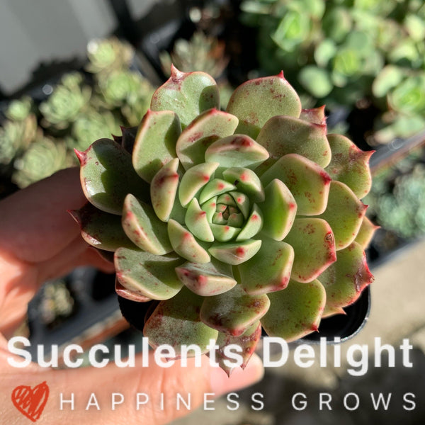 Echeveria Olivia ﻿cluster 奥利维亚群