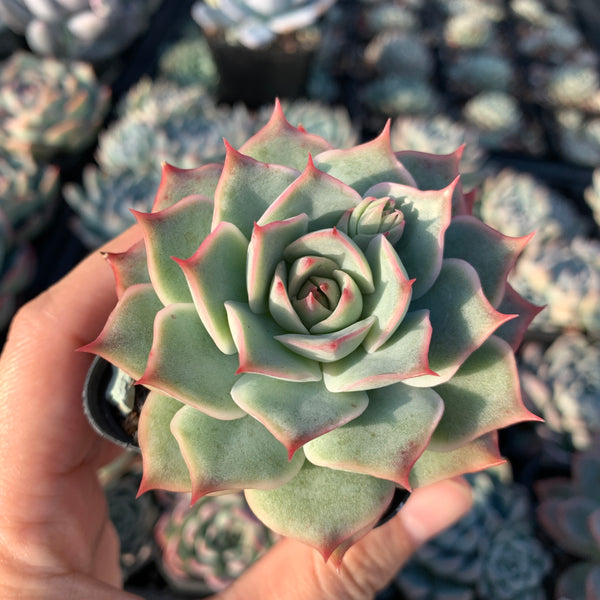 Echeveria Pink Tips 粉色提示