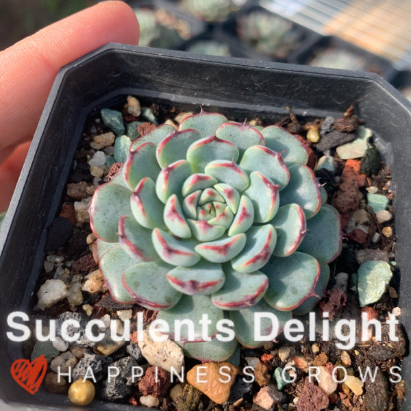 Echeveria Minima Red Edge 老版小红衣