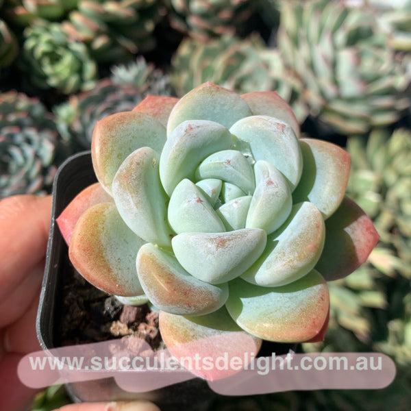 Echeveria Ice Dew 冰露