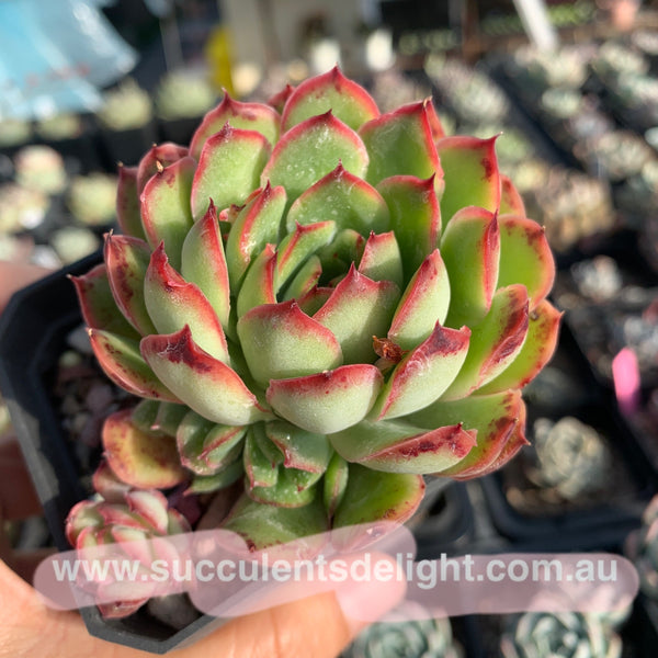 Echeveria Lingzhi 灵芝