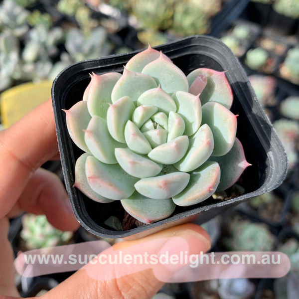Echeveria Strawberry and Cream 奶油草莓