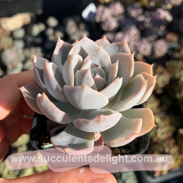 Echeveria peacockii subsessilis 皮氏蓝石莲