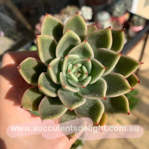 Echeveria Agavoides Mira 米娜东云
