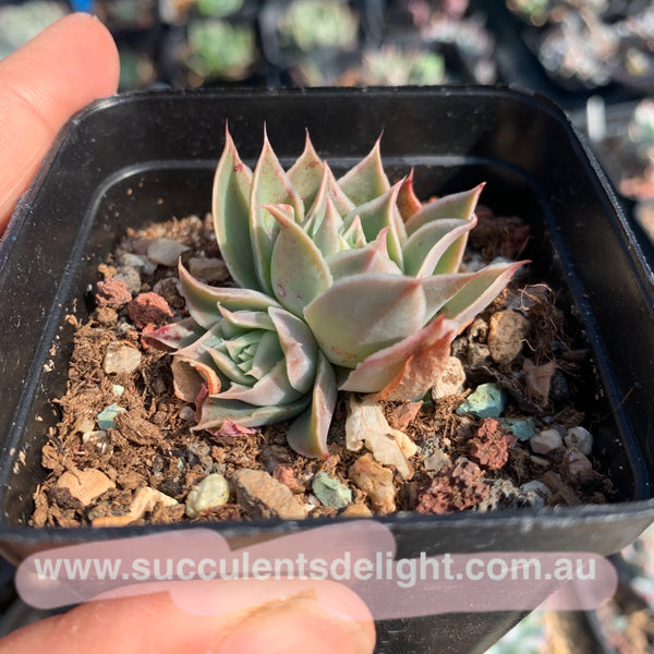 Echeveria Megacalyx 玉壶光