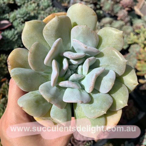 Clearance: Echeveria Exotic 雪特