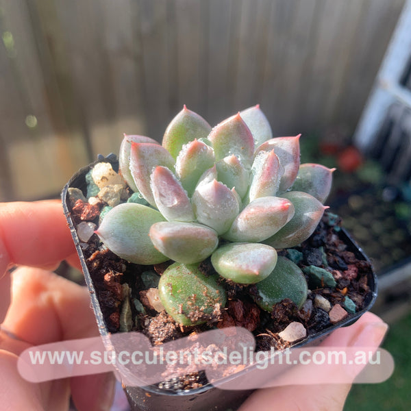 Pachyveria Stalactite 钟乳石 Succulents Delight New Hybrid
