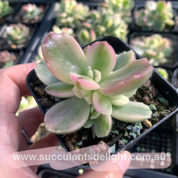 Cotyledon Tomentosa Bears Paw White Variegated 白熊/熊童子白锦