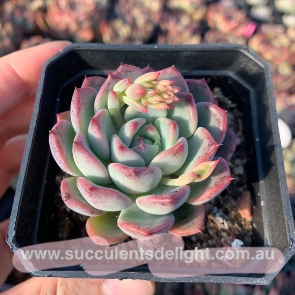 Echeveria Chantelle 粉仙黛