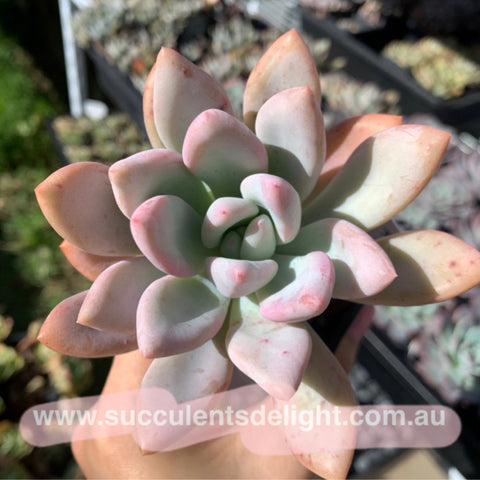 Graptoveria Opalina 奥普琳娜