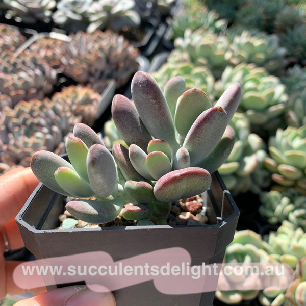 Cotyledon Oophylla - Asian Round Form 乒乓福娘