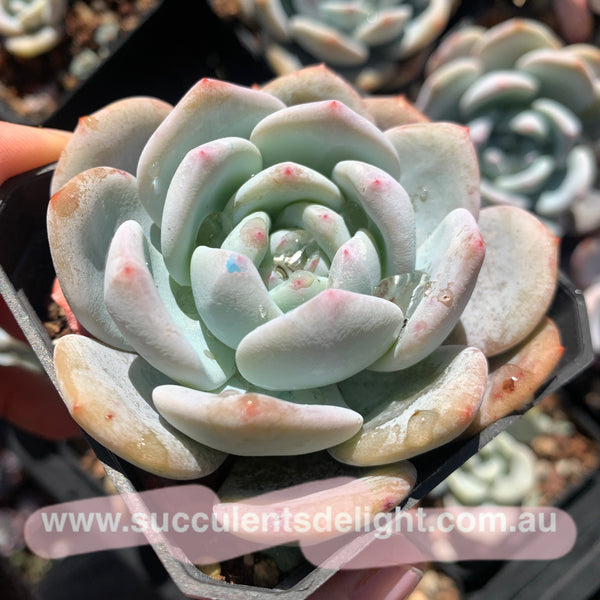 Echeveria Monroe x Lauii 梦雪