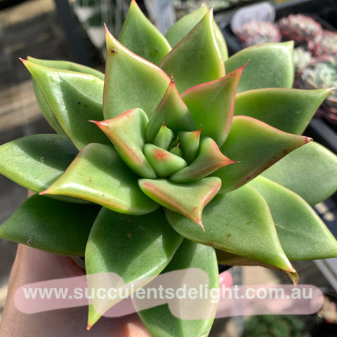 Echeveria Agavoides White Wax 白蜡东云