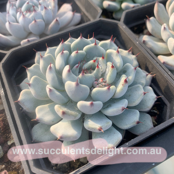 Echeveria cuspidata var gemmula 黑爪