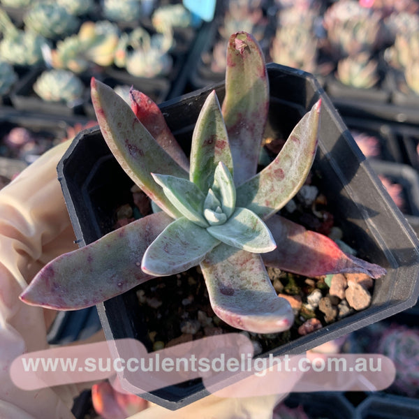 Dudleya farinosa 仙女杯御剑
