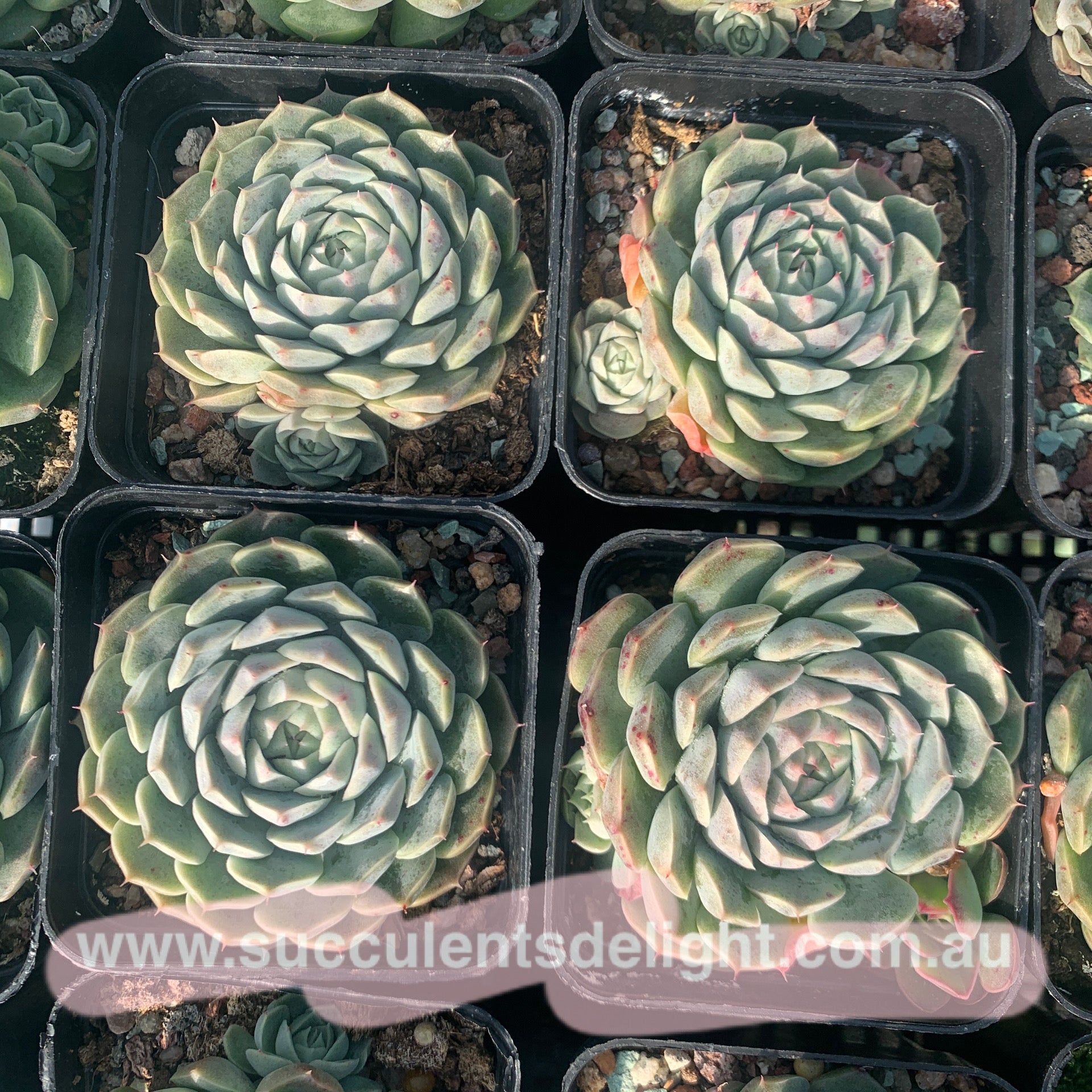 Echeveria elegans hyaliana (orange flower) 澳洲海琳娜