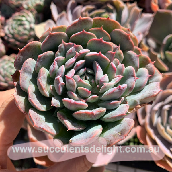 Echeveria Tuxpan Pinwheel X Alba Mini Mutation 纸风车美妮变异