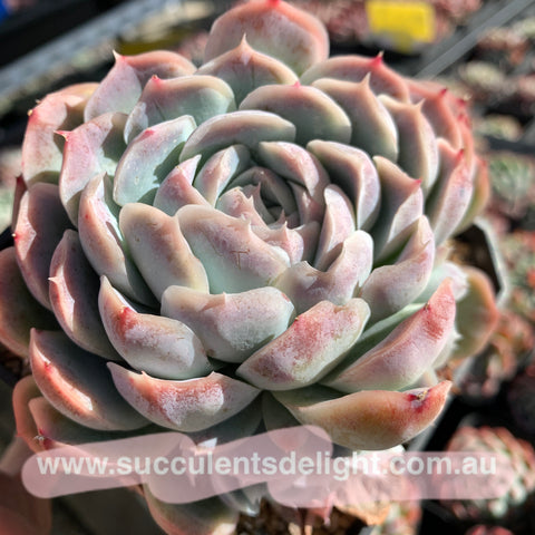 Echeveria Morpheus 梦神 Succulents Delight New Hybrid