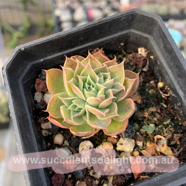 Echeveria Megacalyx 玉壶光