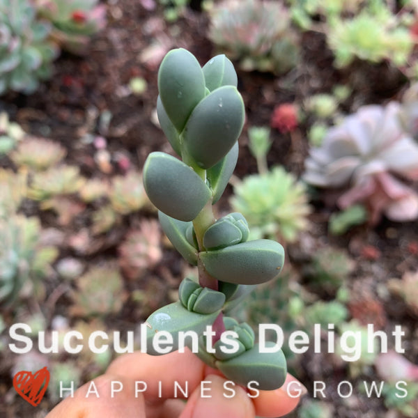 2x cuttings Astridia velutina (L.Bolus) Dinter 5-6cm 鹿角海棠