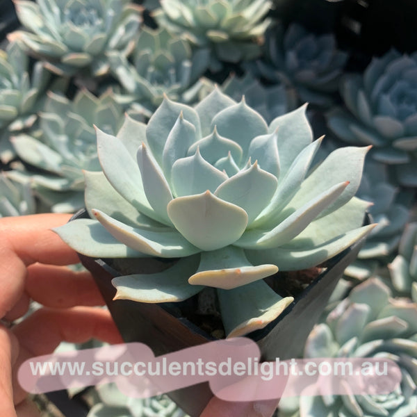 Echeveria Blue Bird (thin leave form) 薄叶蓝鸟