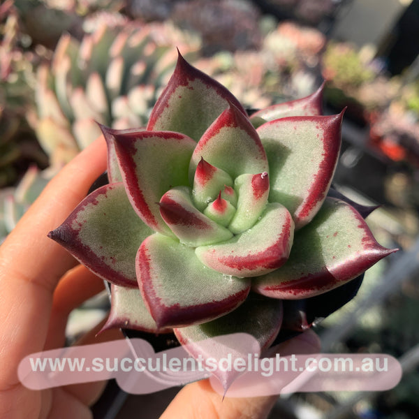 Echeveria Agavoides Love Story 爱情故事