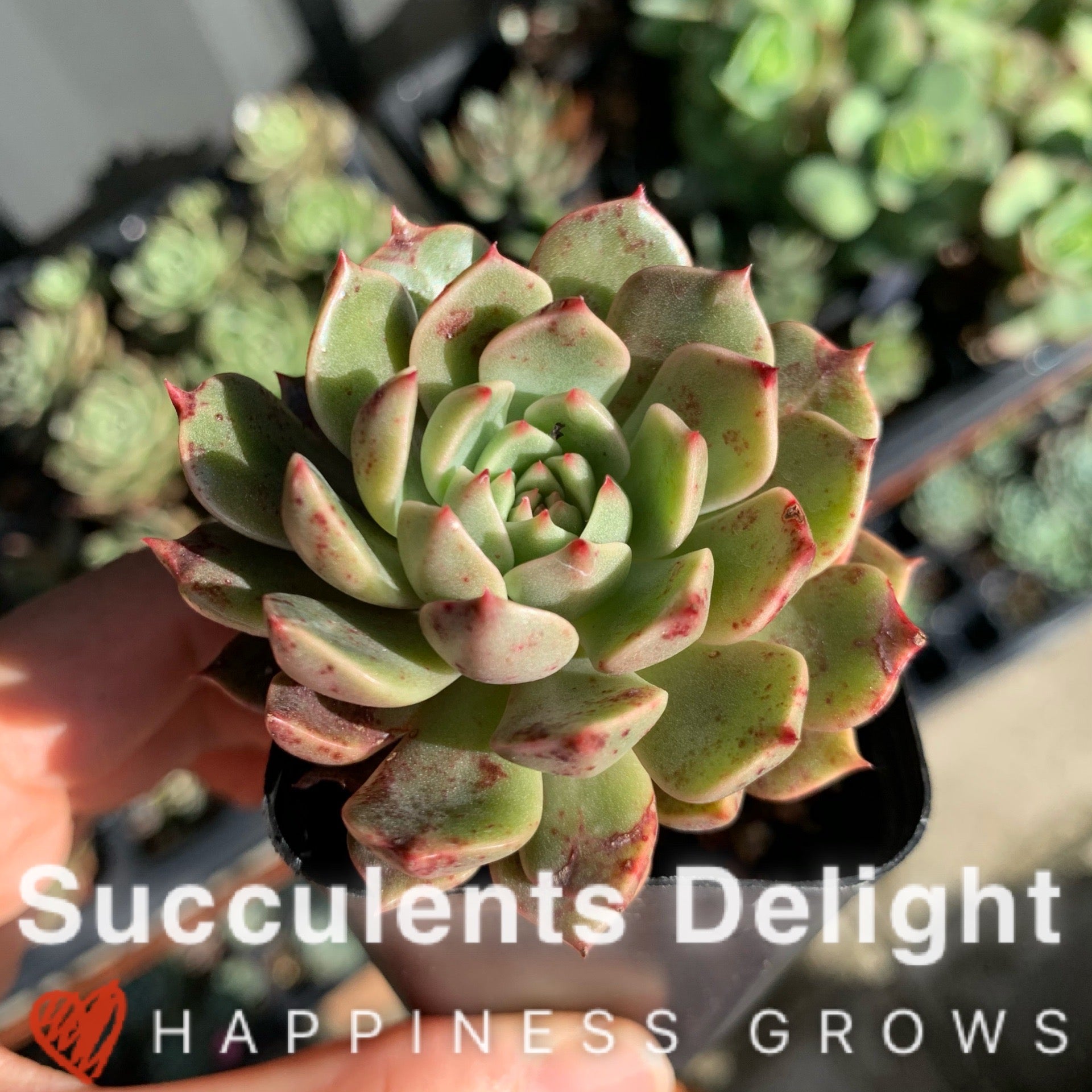 Echeveria Olivia ﻿cluster 奥利维亚群– Succulents Delight