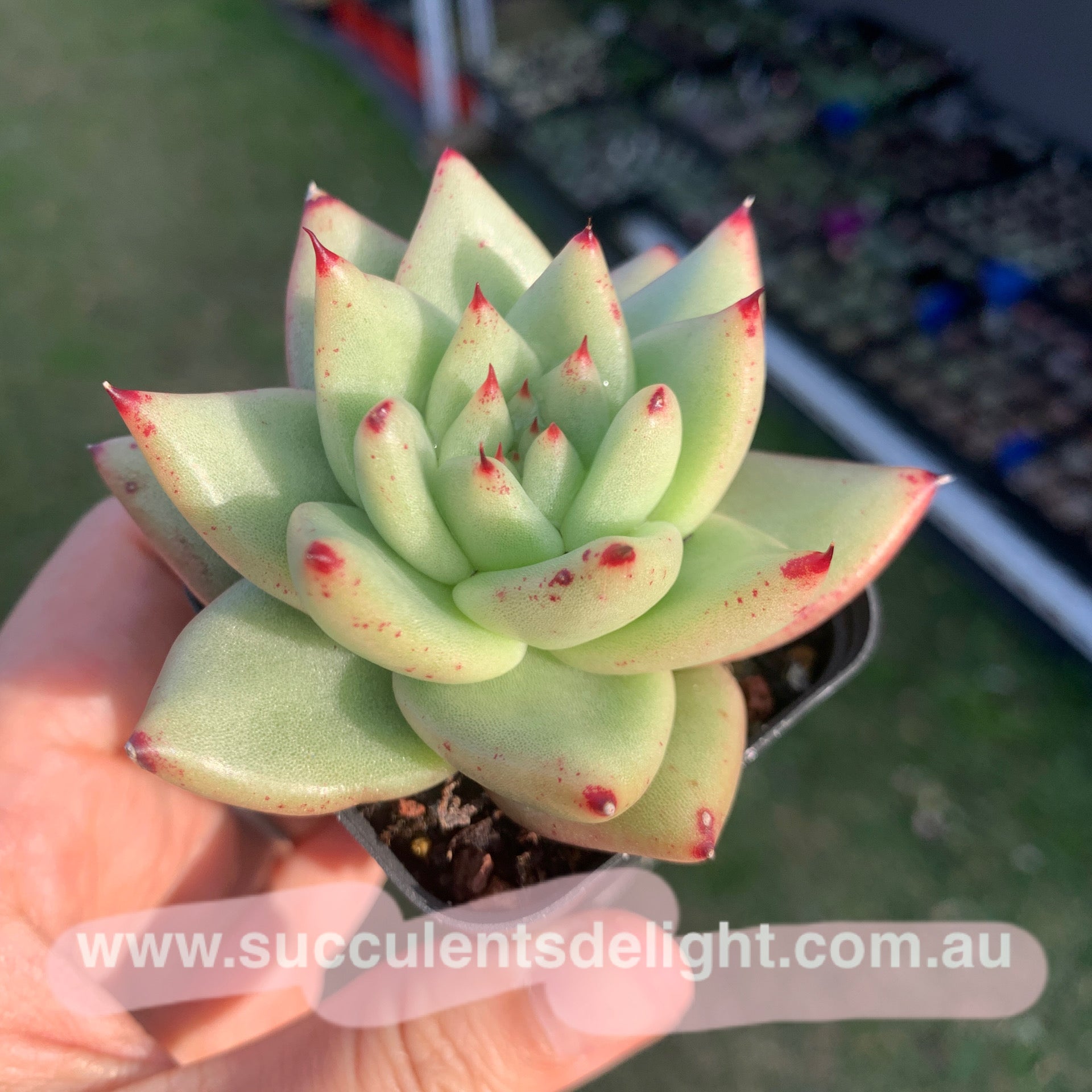 Echeveria agavoides Corderoyi 黄金玛利亚