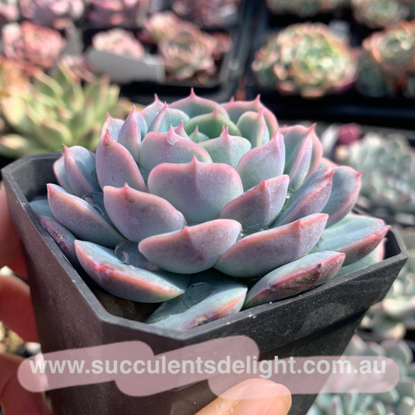 Echeveria Snow in Autumn 秋雪