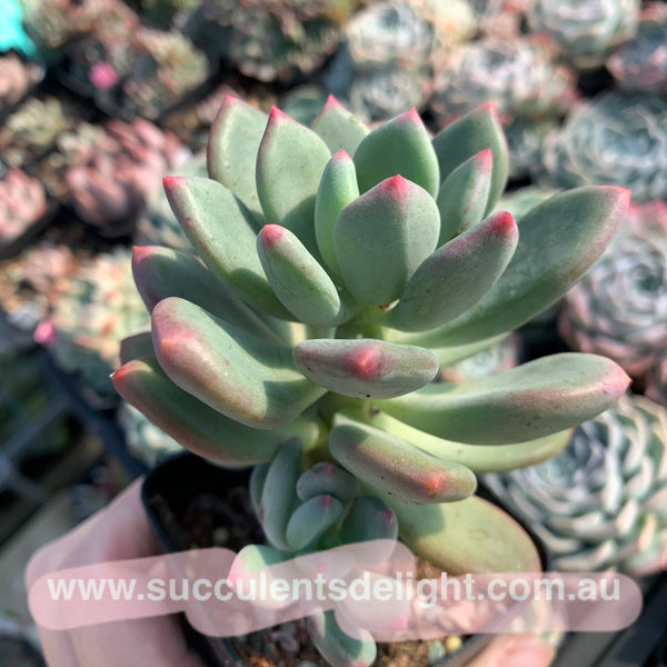 Pachyphytum Dr. Cornelius 青星美人