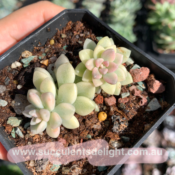 Graptopetalum mirinae variegata 姬秋丽锦