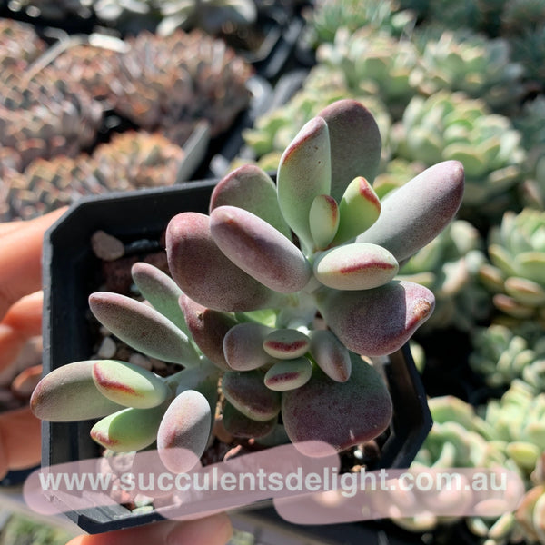 Cotyledon Oophylla - Asian Round Form 乒乓福娘