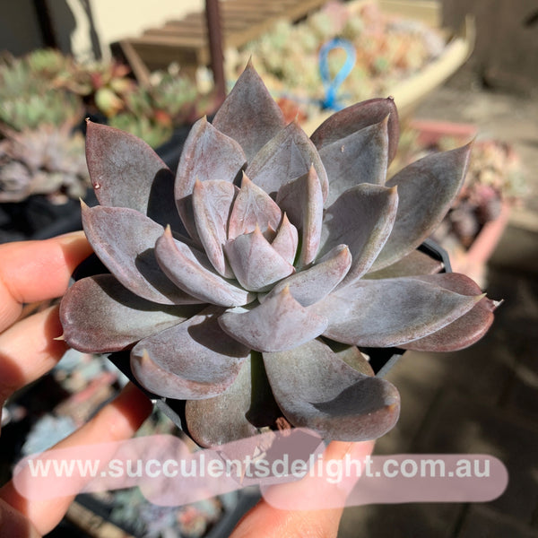 Echeveria Silver Queen 银后