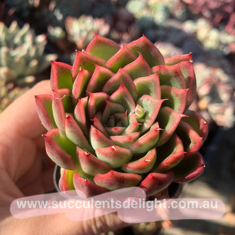 Echeveria Fire Gem 火琉璃