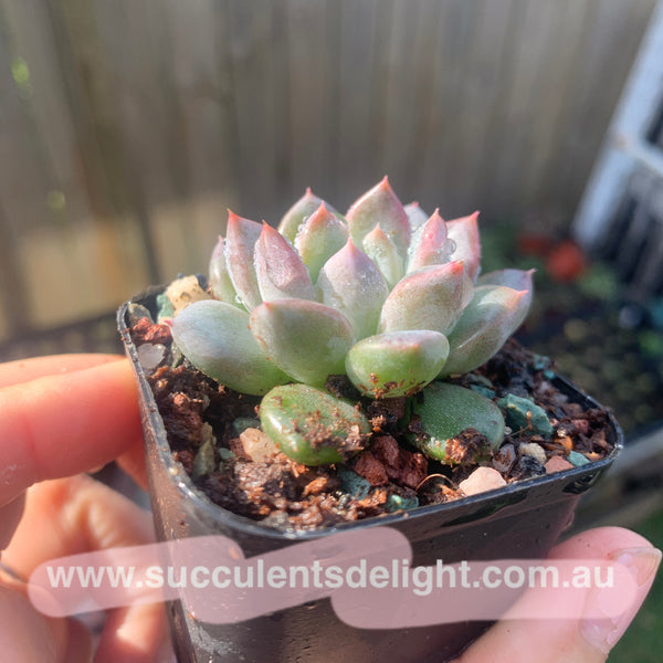 Pachyveria Stalactite 钟乳石 Succulents Delight New Hybrid