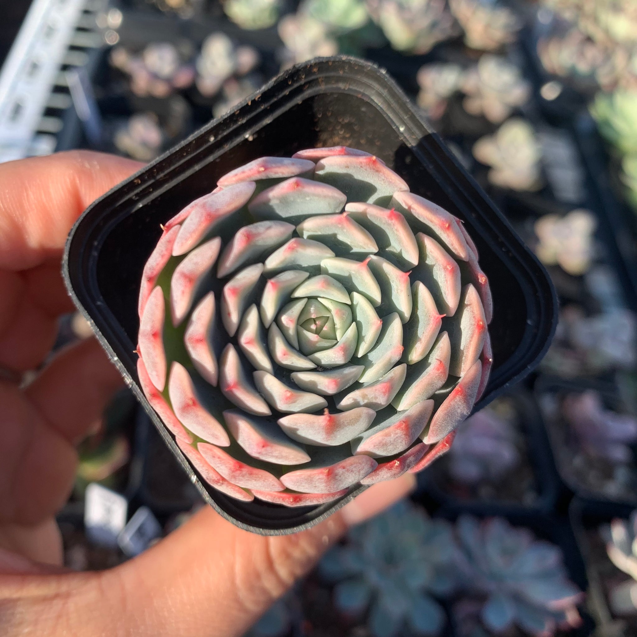 Echeveria Tuxpan Pinwheel x Alba Mini 纸风车美妮